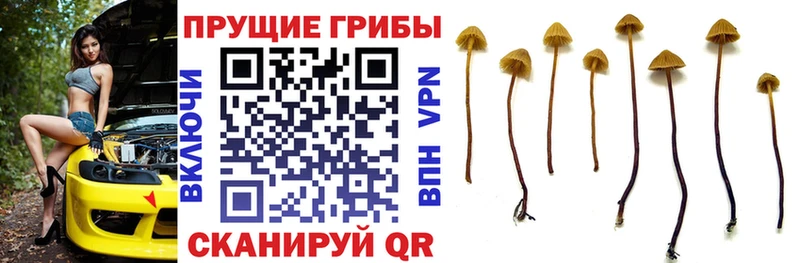 Купить закладки  Сорск  Псилоцибиновые грибы Cubensis 